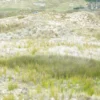 Apodasmia in the landscape
