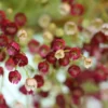 Aristotelia flowers