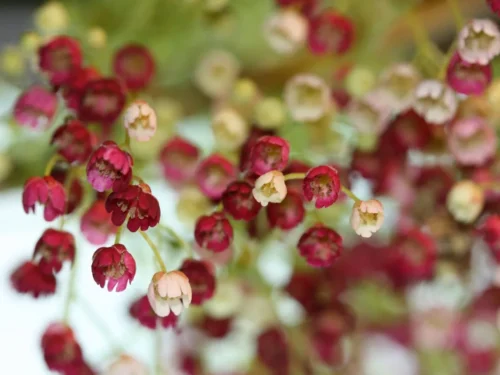 Aristotelia flowers