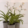 Arthropodium cirratum