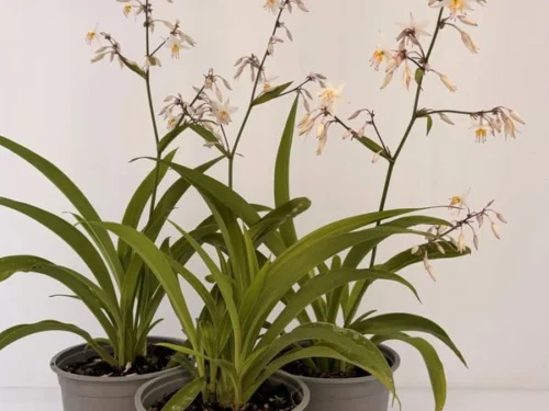 Arthropodium cirratum