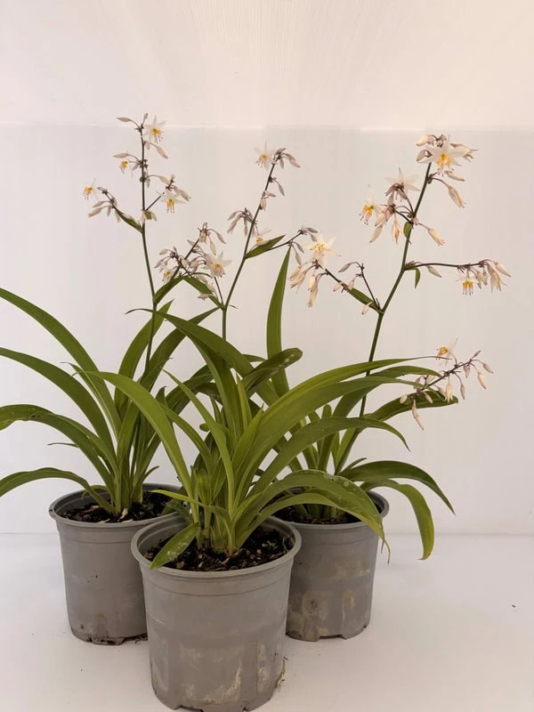Arthropodium cirratum