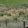 Austroderia fulvida planting