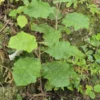 Brachyglottis repanda rangiora