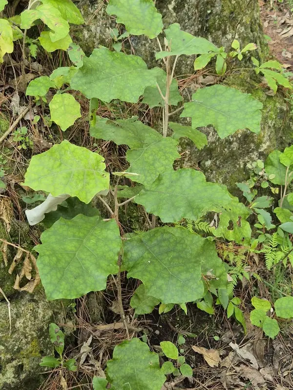 Brachyglottis repanda rangiora