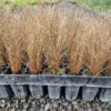Carex comans soft brown sedge