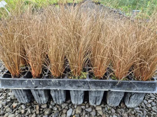 Carex comans soft brown sedge