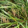 Carex geminata