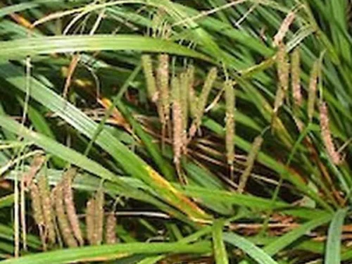 Carex geminata