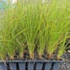 Carex secta pūkio