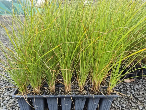 Carex secta pūkio
