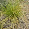 Carex testacea