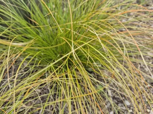 Carex testacea