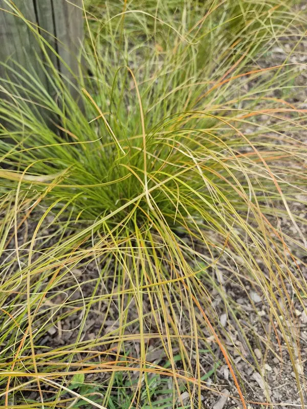 Carex testacea