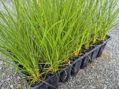 Carex virgata swamp sedge
