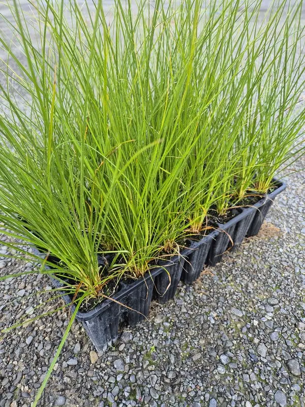 Carex virgata swamp sedge