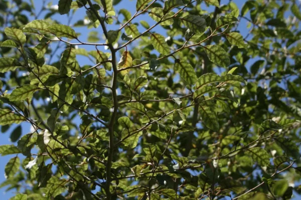 Carpodetus serratus putaputaweta
