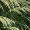 Chionochloa flavicans te mata