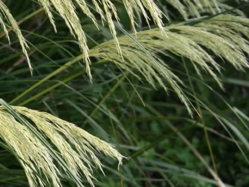 Chionochloa flavicans te mata