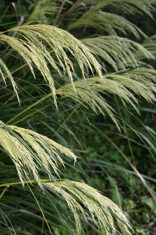 Chionochloa flavicans te mata