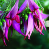Clianthus maximus