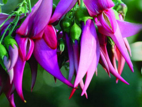 Clianthus maximus
