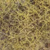 Coprosma acerosa