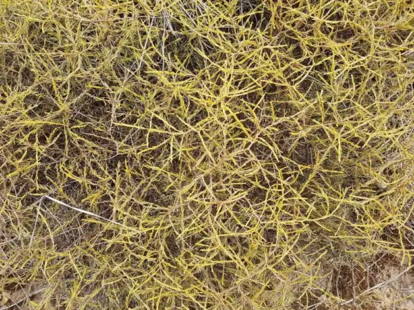 Coprosma acerosa