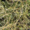 Coprosma acerosa