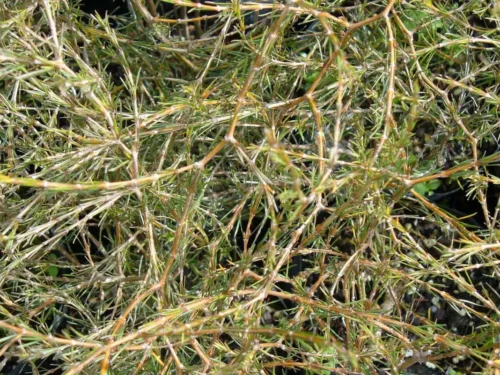 Coprosma acerosa