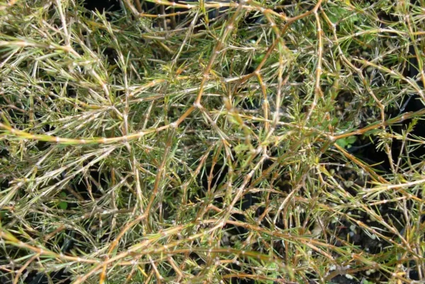Coprosma acerosa