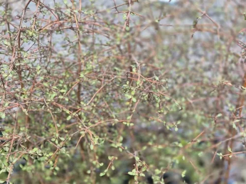 Coprosma crassifolia