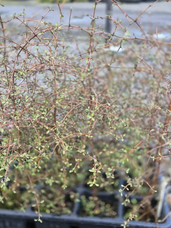Coprosma crassifolia