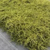Coprosma hawera