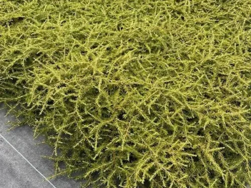 Coprosma hawera
