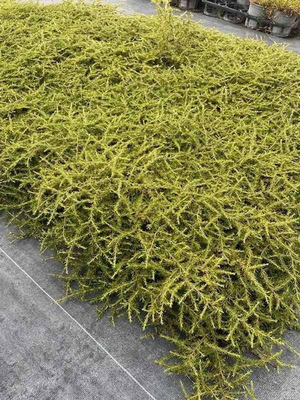 Coprosma hawera