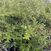 Coprosma karamu
