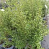 Coprosma middlemore