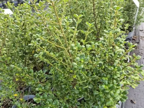 Coprosma middlemore