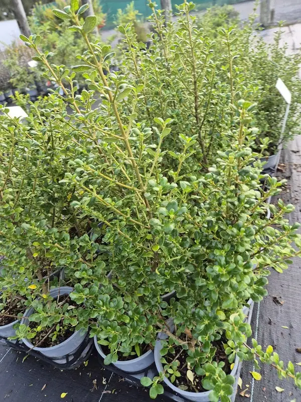 Coprosma middlemore