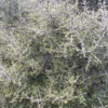 Coprosma propinqua