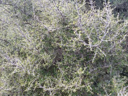Coprosma propinqua