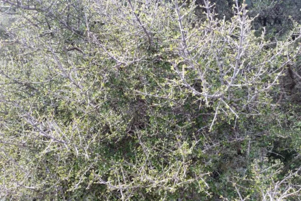 Coprosma propinqua