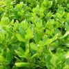 Coprosma repens
