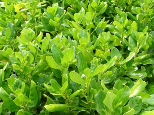 Coprosma repens