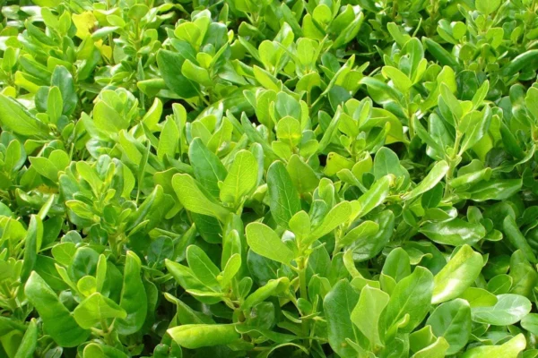 Coprosma repens