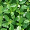 Coprosma robusta