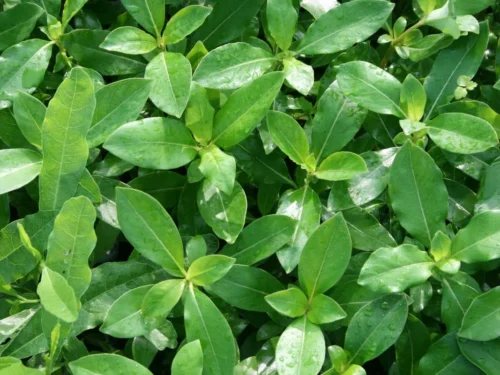Coprosma robusta
