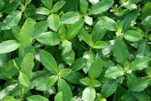 Coprosma robusta