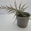 Coprosma taiko